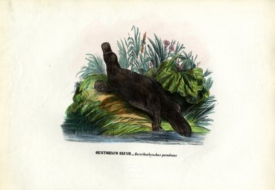 Duck-Billed Platypus by Raimundo Petraroja